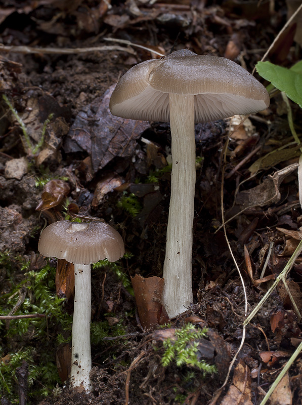 Entoloma subradiatum